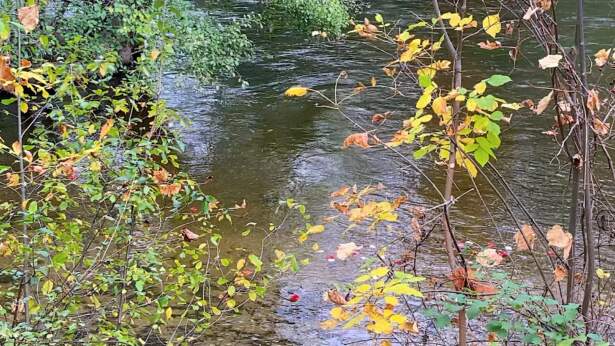 petals floating on the surface of a river, through foliage